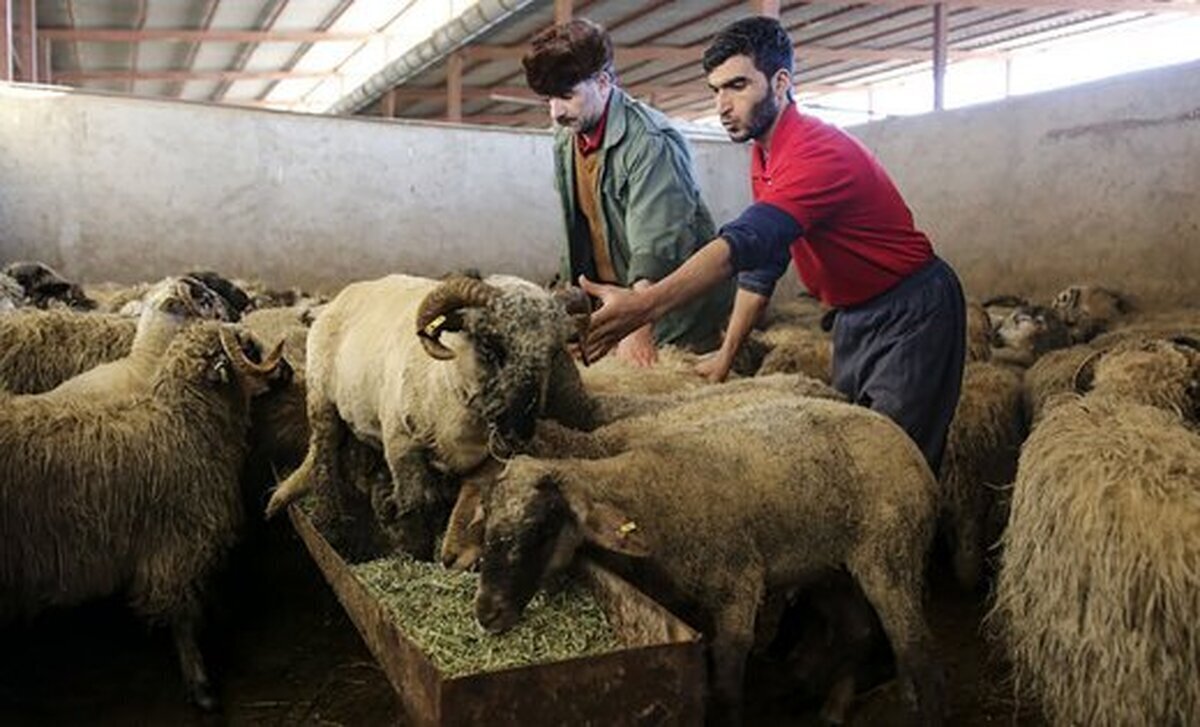 دامزنده ارزان شد/ قیمت جدید گوسفند وگوساله را ببینید دامزنده ارزان شد/ قیمت جدید گوسفند وگوساله را ببینید